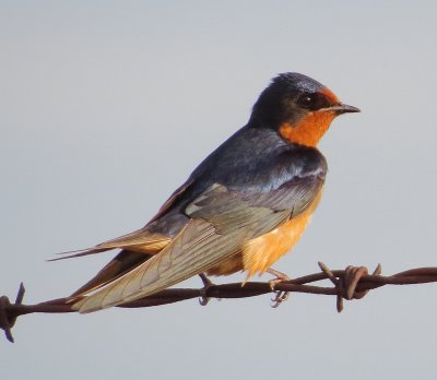 Barn Swallow