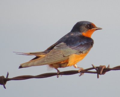Barn Swallow