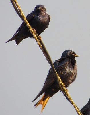Purple Martin
