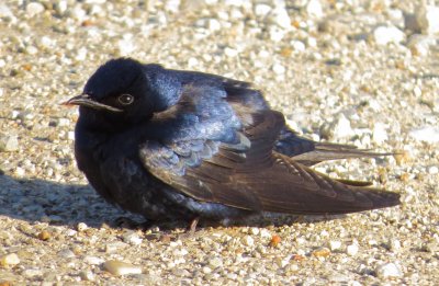 Purple Martin