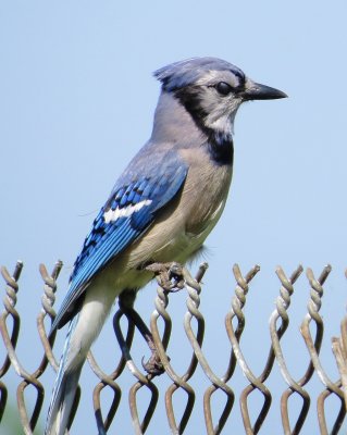 Blue Jay