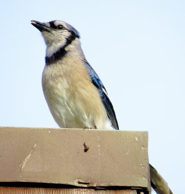 Blue Jay