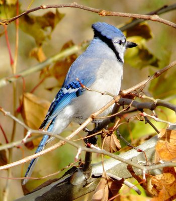 Blue Jay