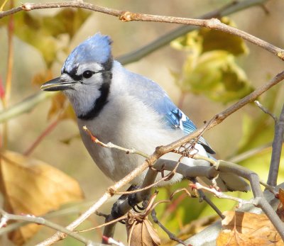 Blue Jay