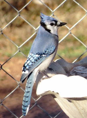 Blue Jay