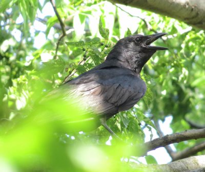 Fish Crow