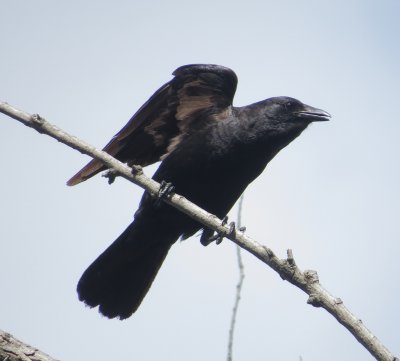 Fish Crow