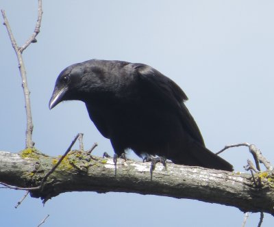 Fish Crow