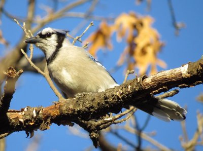 Blue Jay