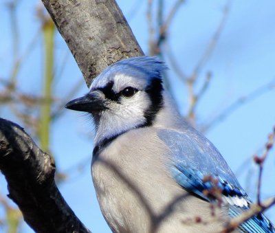 Blue Jay