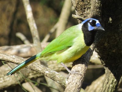 Green Jay