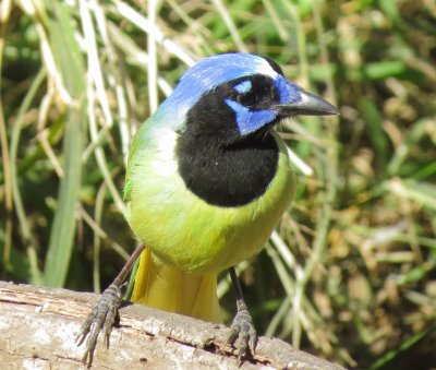 Green Jay