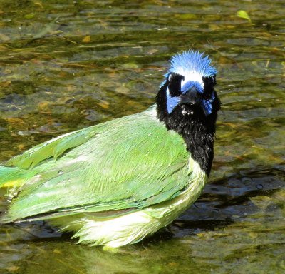Green Jay