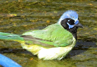 Green Jay