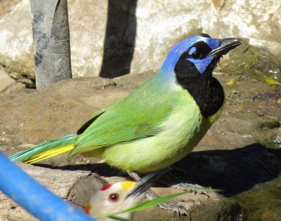 Green Jay