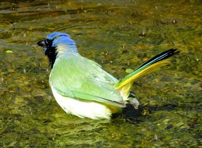 Green Jay