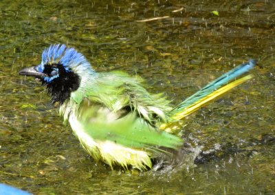 Green Jay