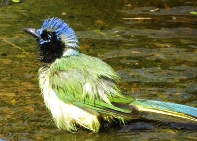 Green Jay