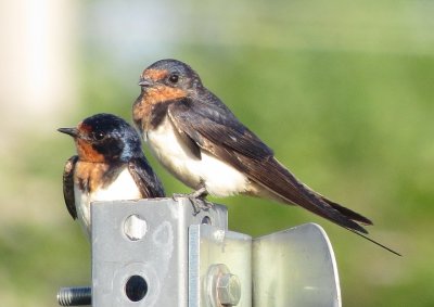 Barn Swallow