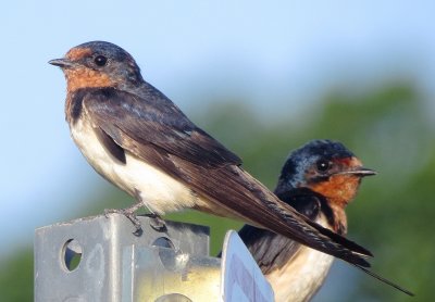Barn Swallow