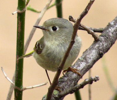 Ruby-Crowned Kinglet