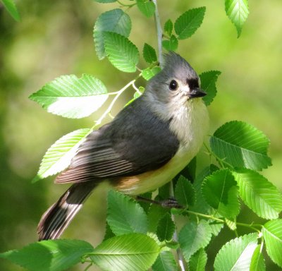 Tufted Titmouse