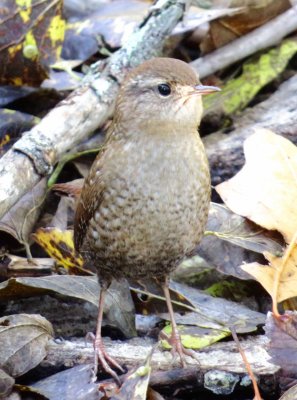 Winter Wren