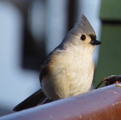 Tufted Titmouse