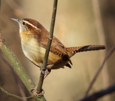 Carolina Wren