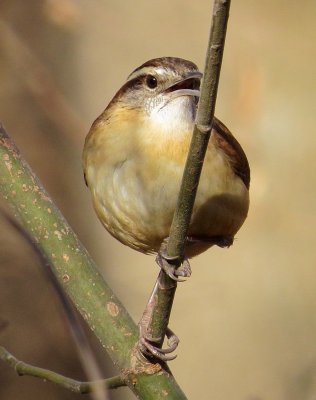 Carolina Wren
