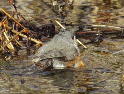 Tufted Titmouse
