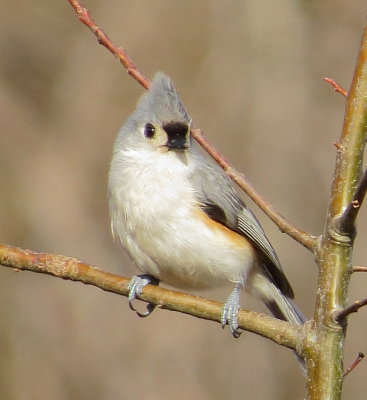 Tufted Titmouse