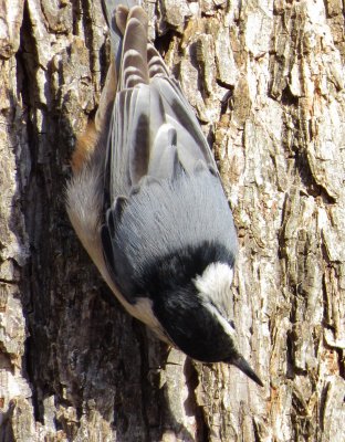 White-Breasted Nuthatch