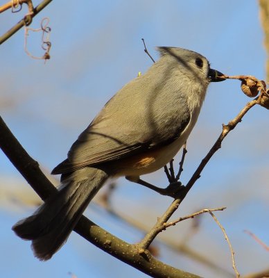Tufted Titmouse