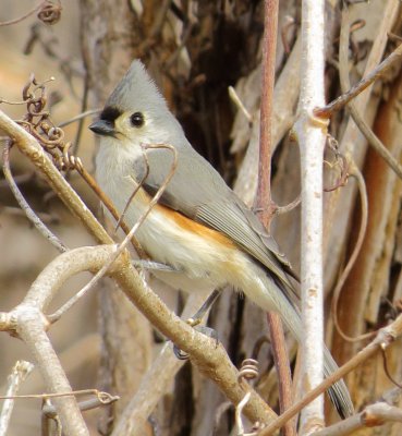 Tufted Titmouse