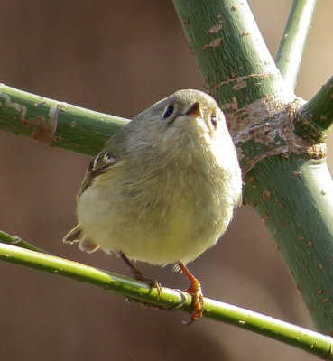 Ruby-Crowned Kinglet