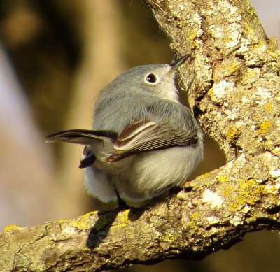 Blue-Gray Gnatcatcher