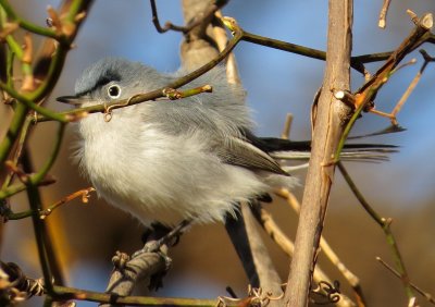 Blue-Gray Gnatcatcher