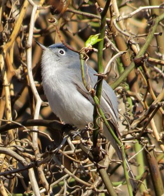 Blue-Gray Gnatcatcher