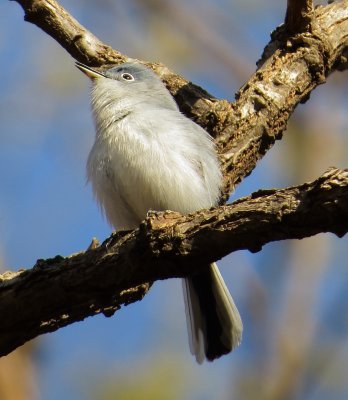 Blue-Gray Gnatcatcher