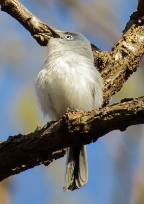 Blue-Gray Gnatcatcher