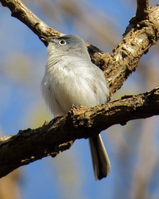 Blue-Gray Gnatcatcher