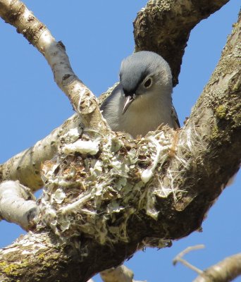Blue-Gray Gnatcatcher