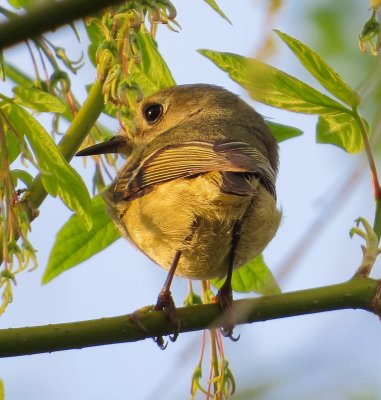 Ruby-Crowned Kinglet