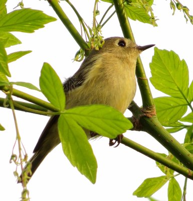 Ruby-Crowned Kinglet