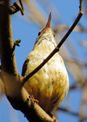 Carolina Wren