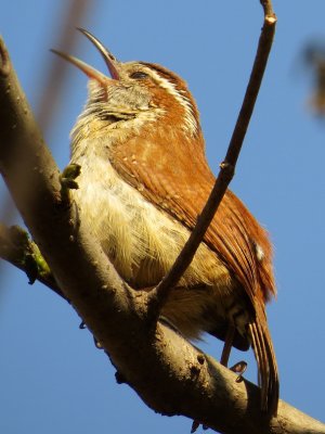 Carolina Wren