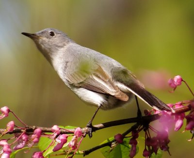 Blue-Gray Gnatcatcher
