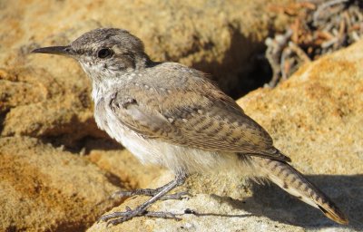 Rock Wren