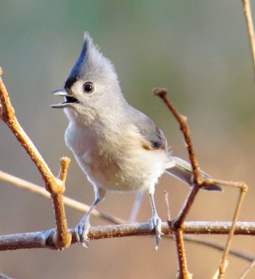 Tufted Titmouse